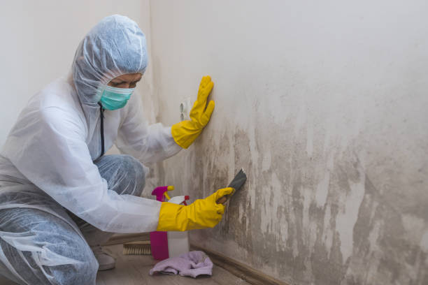 Why You Should Choose Our Mold Remediation Services in Kermit, TX